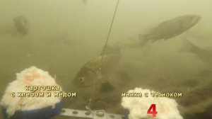 Что круче для карася манка с чесноком или картошка с хлебом и мёдом , подводное видео