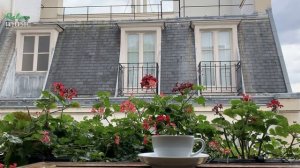 Paris Cafe Music - Accordion Romantic French Music: Dreams in Paris