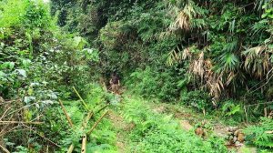 Lots of Snails in the Stream and Wild Fruits: Survival Alone In The Rainforest | EP.95