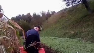 Минитрактор с плугом,пашем(проблемы позади)