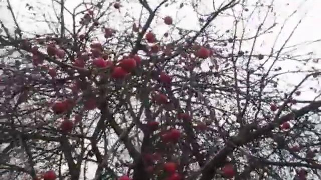 Осенние Сорта Яблок (Apple) смотреть онлайн