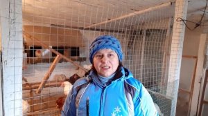 5 способов использования древесной золы в курятнике