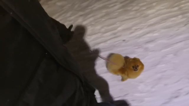 Снимаем мерки собаки для дождевика на примере шпица Оливии. Где каток. Почем елки смотреть онлайн