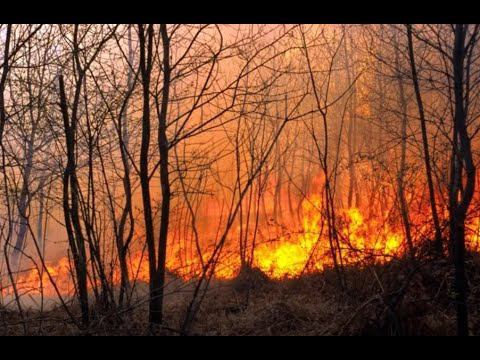 Тысячи гектаров леса охвачены огнем в национальном парке Ибера в Аргентине