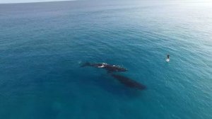Австралия. Серфинг с китами (05.10.2015 г.)