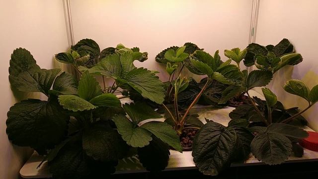 Клубника на гидропонике. Что не так? смотреть онлайн