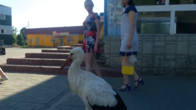 Что такое аист