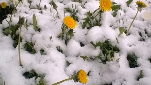 Юрий Волщуков - The snow at midsummer day