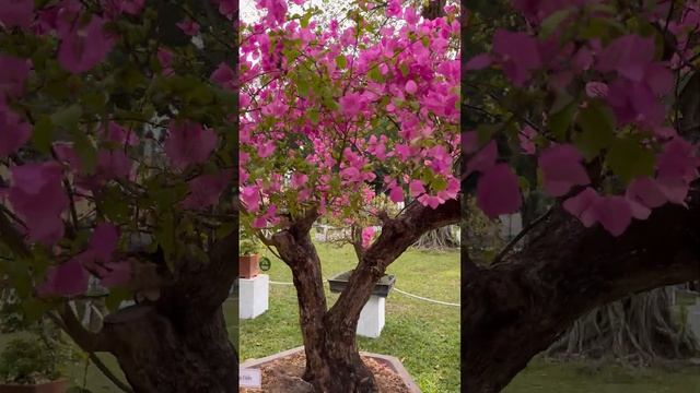 Bougainvillea Spectabilis Bonsai - Hoa Giấy Bonsai