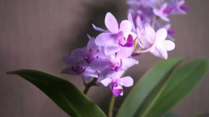 Фаленопсис Сапфир - ювелирное украшение коллекции орхидей.