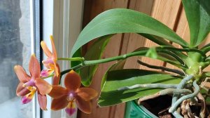 Phal. Meidarland Chambe MD
