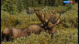 3. Энциклопедия загадок  Док  сериал  Каменный лось  29 09 2018