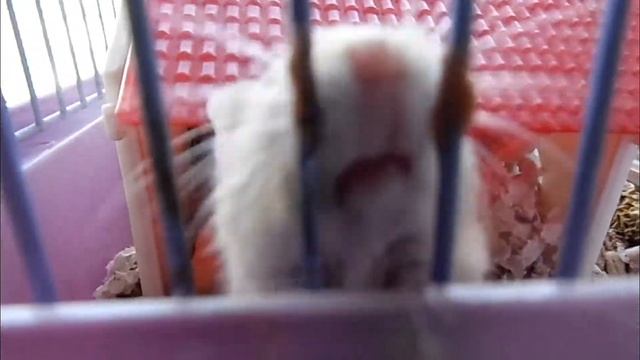 МОИ ЖИВОТНЫЕ/ПЕРВОЕ ВИДЕО))) смотреть онлайн