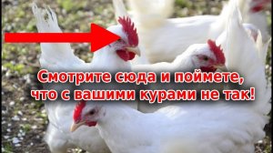 Цвет гребешка у кур - какой говорит о болезнях кур