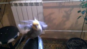 Что будет если попшикать на попугая (Карелла) водой