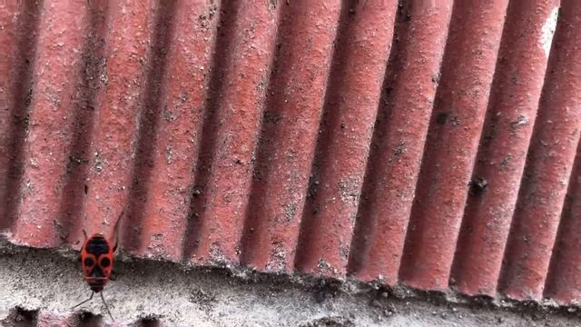 Жук пожарник, он же КАЗАЧОК смотреть онлайн