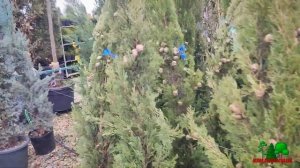 Обзор из садового центра "Атмосфера Юг". Пихта Блю Имперор, пихта Таня, клематис Арманди.