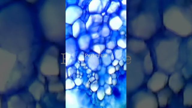 Transverse section of stem of a dicotyledon plant