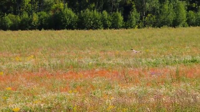 Национальный парк «Нижняя Кама» смотреть онлайн