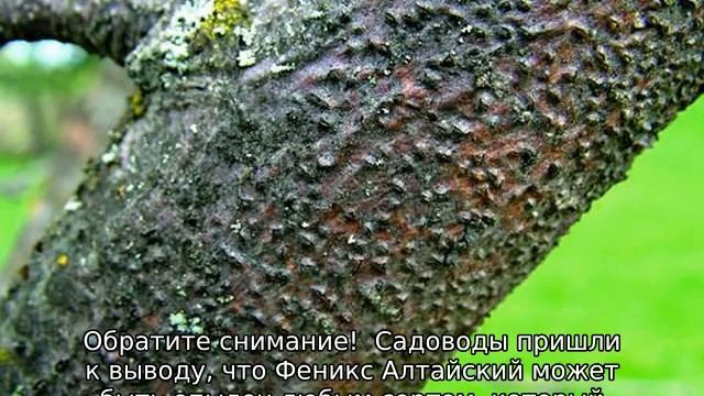 Яблоня Феникс смотреть онлайн