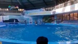 Алматы дильфинарий