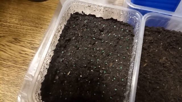 ЛУЧШИЙ СПОСОБ ПОСЕВА ЛУКА ЭКСИБИШЕН! ВСЕГДА ОТЛИЧНЫЕ ВСХОДЫ! смотреть онлайн