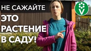 НИ В КОЕМ СЛУЧАЕ НЕ САЖАЙТЕ ЭТО РАСТЕНИЕ - ОНО ПОГУБИТ ВАШ САД!