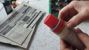 Вытянулась рассада капусты Вынеси в прохладное место #Брокколи #рассада_капусты #капуста