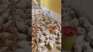 бройлеры как бизнес/выращивание бройлеров в домашних условиях