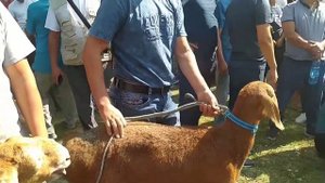 Ягнята баранчики 21г | Презентация арашанской породы овец и выставка г.Кара-балта 18.09.21г | араша