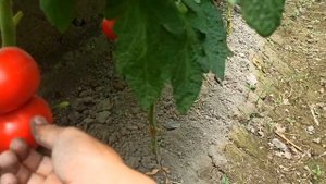 PAMIDOR YETISHTIRISH 1 SOTIK YERDAN YUQORI XOSIL OLISH ПАМИДОР ЭКИШ ВА ЕТИШТИРИШ