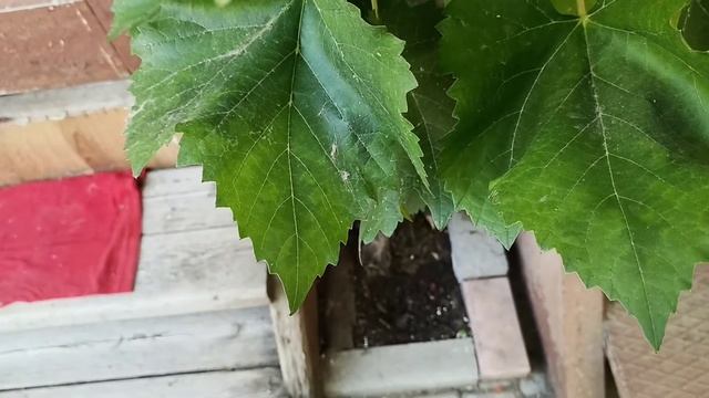 ХЛОРОЗ винограда, виды хлороза, чем опасно это заболевание и как его лечить. смотреть онлайн