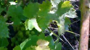 Виноград Мускат летний