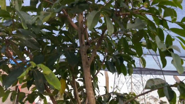 Qual melhor horário para filmar dicas, diga aí para me, + lindas suculentas borá ver o vídeo 👀 смотреть онлайн