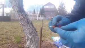 Весенняя прививка яблони.