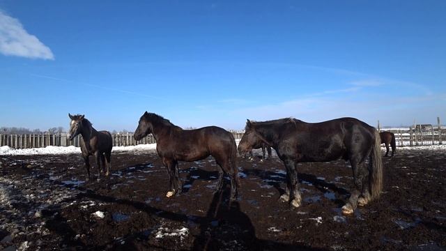 #Жеребец торопится на случку смотреть онлайн