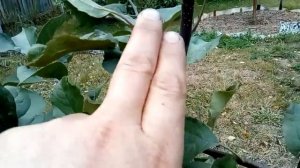 Обрезка саженцев плодовых деревьев (яблоня, груша, слива) после посадки