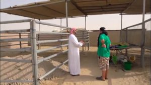 ОАЭ, Абу-Даби, ч.1.