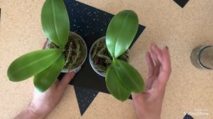 Мои малышки Орхидеи Лиодоро! Посадка деток.Мох с Родины.