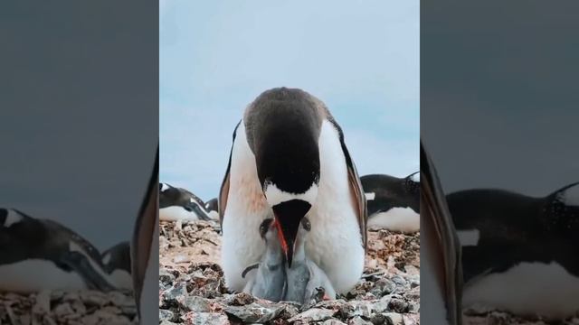 Самое милое видео сегодняшнего дня 🥰