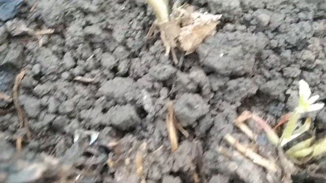 Саженцы клубники через неделю после посадки
