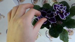 Фіалка ЛЕ-Мачо, огляд сорту