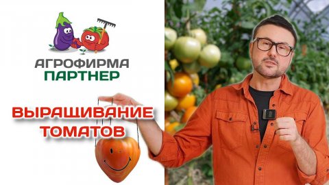 Выращивание томатов | Мастер-класс от 23 декабря 2022 года #огород #томаты #семенапартнер