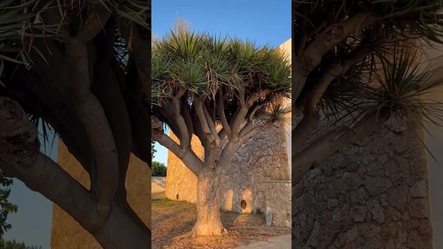 DRACAENA DRACO, ￼ enorme ejemplar!! Mahón,Menorca 🇪🇸 #shots #suculentosdías #menorca