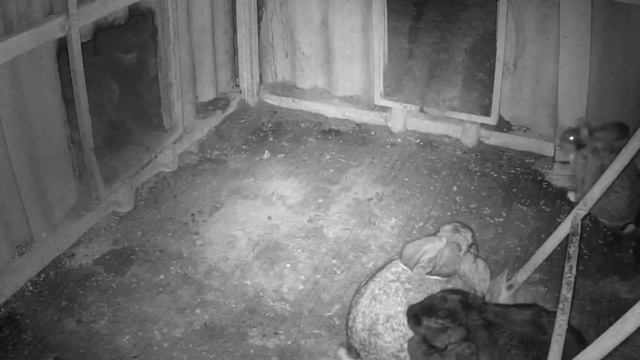 Кроличья яма. Видеонаблюдение. смотреть онлайн