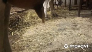 Травмы КРС. Корове отрезало сосок.