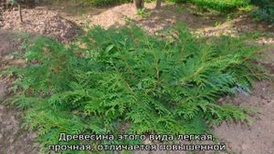 Туя растение: описание, как выглядит, где растет