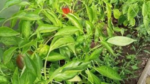 Сладкий перец сорт Калифорнийское чудо. Семена. Обзор.