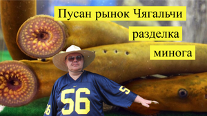 Разделка Миноги.