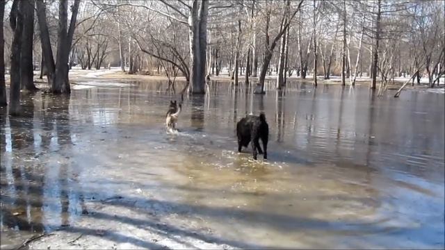 Ветта и Шерхан.wmv смотреть онлайн